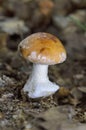 Leucocortinarius bulbiger, very rare mushroom