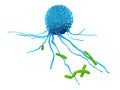 A leucocyte attacking bacteria