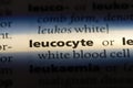 leucocyte