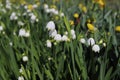 Leucojum aestivum, white bell shaped spring flower, commomly known as summer snowflake or Loddon lily. Royalty Free Stock Photo