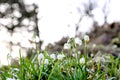 Leucojum amaryllis family early spring flowers in sunset light