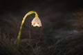 Leucojum flower in a sun light