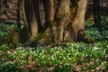 Leucojum flowers sprout through the fallen leaves