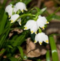 Leucojum vernum Royalty Free Stock Photo