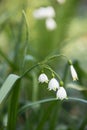 Leucojum vernum Royalty Free Stock Photo