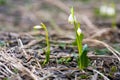 Leucojum vernum carpaticum