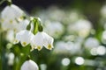 Leucojum vernum - early spring snowflake flowers in the forest. Blurred background, spring concept Royalty Free Stock Photo