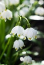 Leucojum vernum - early spring snowflake flowers in the forest. Blurred background, spring concept Royalty Free Stock Photo