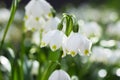 Leucojum vernum - early spring snowflake flowers in the forest. Blurred background, spring concept Royalty Free Stock Photo