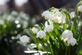 Leucojum vernum - early spring snowflake flowers in the forest. Blurred background, spring concept Royalty Free Stock Photo