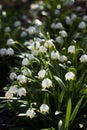 Leucojum Vernum - early spring snowflake flowers in the forest. Blurred background, spring concept Royalty Free Stock Photo