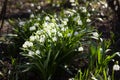 Leucojum Vernum - early spring snowflake flowers in the forest. Blurred background, spring concept Royalty Free Stock Photo