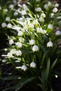 Leucojum Vernum - early spring snowflake flowers in the forest. Blurred background, spring concept Royalty Free Stock Photo