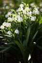 Leucojum Vernum - early spring snowflake flowers in the forest. Blurred background, spring concept Royalty Free Stock Photo