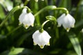 Leucojum vernum - early spring snowflake flowers in the forest. Blurred background, spring concept. Top view, focus on leaflet Royalty Free Stock Photo