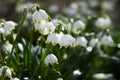 Leucojum vernum - early spring snowflake flowers in the forest. Blurred background, spring concept. Two flowers Royalty Free Stock Photo