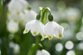 Leucojum vernum - early spring snowflake flowers in the forest. Blurred background, spring concept Royalty Free Stock Photo