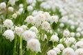 Leucojum vernum Royalty Free Stock Photo