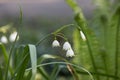 Leucojum vernum Royalty Free Stock Photo