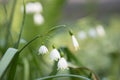 Leucojum vernum Royalty Free Stock Photo