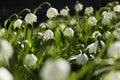 Leucojum Vernum is a spring bulb plant that resembles snowdrop Galanthus. White early flowers in the garden, background