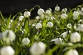 Leucojum Vernum is a spring bulb plant that resembles snowdrop Galanthus. White early flowers in the garden, background