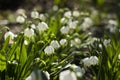 Leucojum Vernum is a spring bulb plant that resembles snowdrop Galanthus. White early flowers in the garden, background