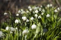 Leucojum Vernum is a spring bulb plant that resembles snowdrop Galanthus. White early flowers in the garden, background