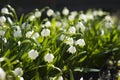 Leucojum Vernum is a spring bulb plant that resembles snowdrop Galanthus. White early flowers in the garden, background