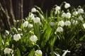 Leucojum Vernum is a spring bulb plant that resembles snowdrop Galanthus. White early flowers in the garden, background