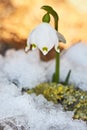 Leucojum vernum Royalty Free Stock Photo