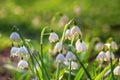 Leucojum vernum or spring snowflake - blooming white flowers in early spring