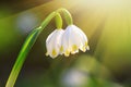 Leucojum vernum or spring snowflake - blooming white flowers