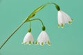 Leucojum vernum Royalty Free Stock Photo