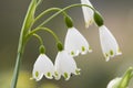 Leucojum vernum, spring snowflake, flowers Royalty Free Stock Photo