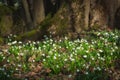 Leucojum white flowers in a deep forest