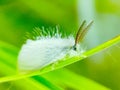 Leucoma salicis, the white satin moth