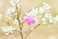 Leucophyllum frutescens ,Ash bush or Ash plant or Barometer bush or Purple sage or SCROPHULARIACEAE Royalty Free Stock Photo