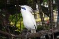 Bali starling bird in bird park Royalty Free Stock Photo