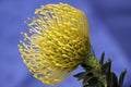 Leucospermum Royalty Free Stock Photo