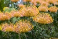 Leucospermum condifolium wonderful orange yellow flowers in bloom Royalty Free Stock Photo