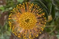 Leucospermum condifolium wonderful orange yellow flowers in bloom Royalty Free Stock Photo