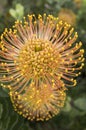 Leucospermum condifolium wonderful orange yellow flowers in bloom Royalty Free Stock Photo