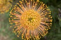 Leucospermum condifolium wonderful orange yellow flowers in bloom Royalty Free Stock Photo