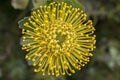 Leucospermum condifolium wonderful yellow flowers in bloom Royalty Free Stock Photo