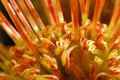 Leucospermum cordifolium Royalty Free Stock Photo