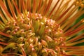 Leucospermum cordifolium Royalty Free Stock Photo
