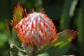 Leucospermum cordifolium Royalty Free Stock Photo