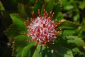 Leucospermum cordifolium Royalty Free Stock Photo