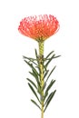 Leucospermum cordifolium Royalty Free Stock Photo